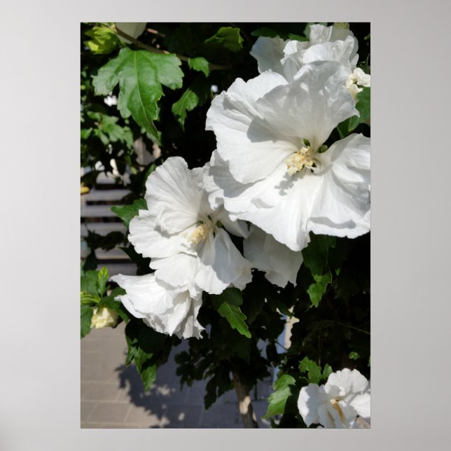 Affiche fleurs blanches accueillantes (Devant)