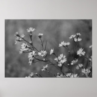 Affiche Fleurs blanches B&W