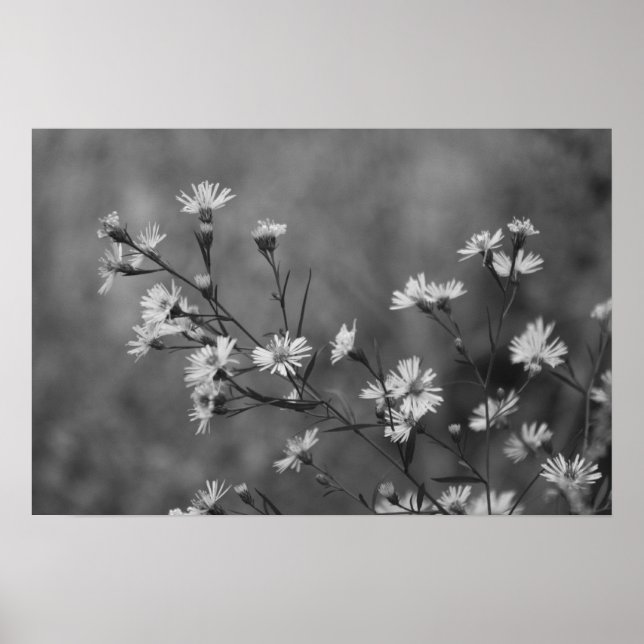 Affiche Fleurs blanches B&W (Devant)