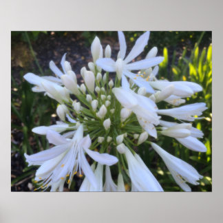 Affiche Fleurs blanches d'Agapanthus