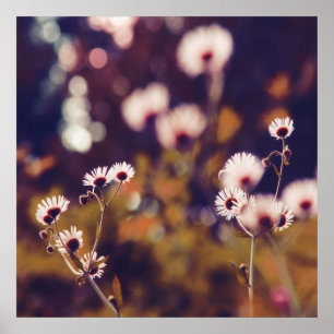 Affiche Fleurs blanches dans Sunlight Purple Bokeh