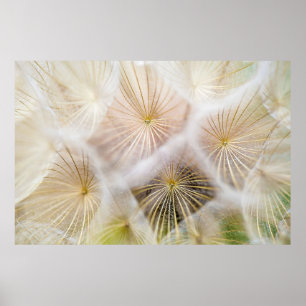 Affiche Fleurs blanches de pissenlit