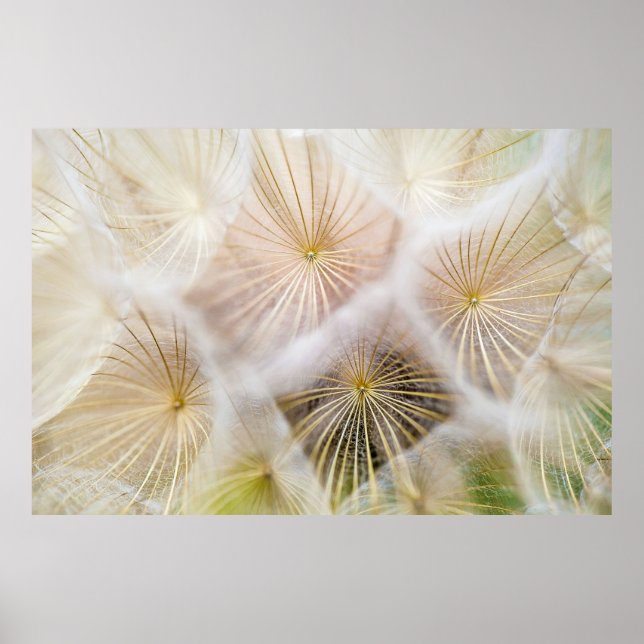 Affiche Fleurs blanches de pissenlit (Devant)
