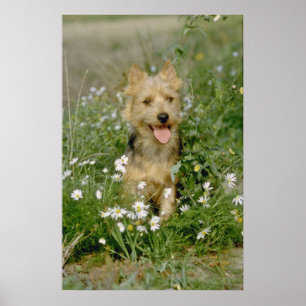 Affiche fleurs blanches de terrier australien