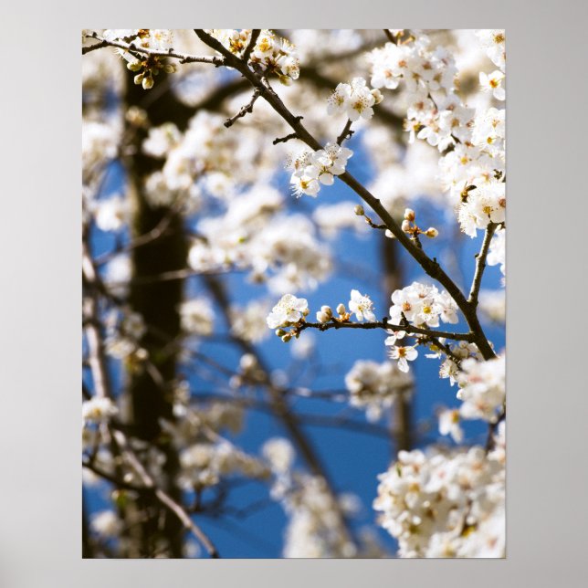Affiche Fleurs blanches devant un ciel blanc (Devant)