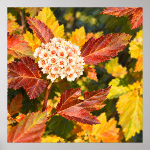Affiche Fleurs blanches parmi les feuilles d'automne cramo