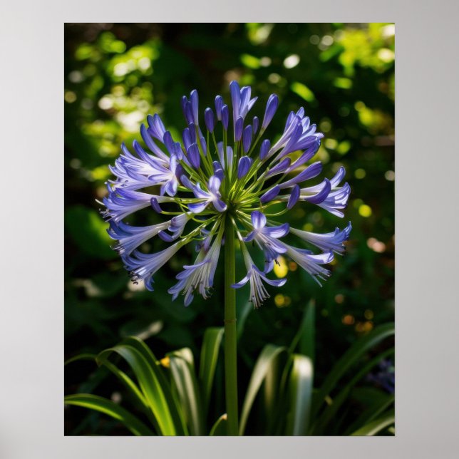 Affiche Fleurs bleu Agapanthus (Devant)
