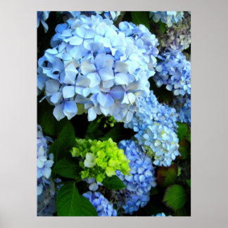 Affiche Fleurs bleues