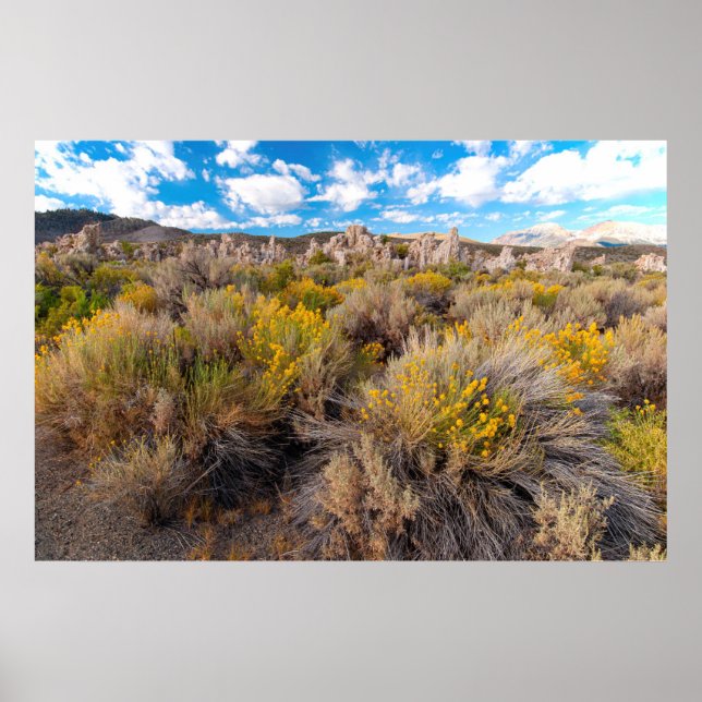 Affiche Fleurs | Blooming Sagebrush Californie (Devant)