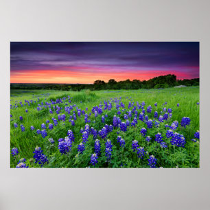 Affiche Fleurs   Bluebonnets à Sunset Texas
