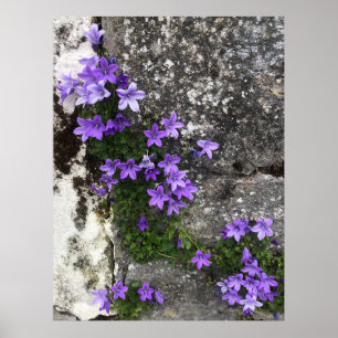 Affiche Fleurs Campanula grandissant sur un mur