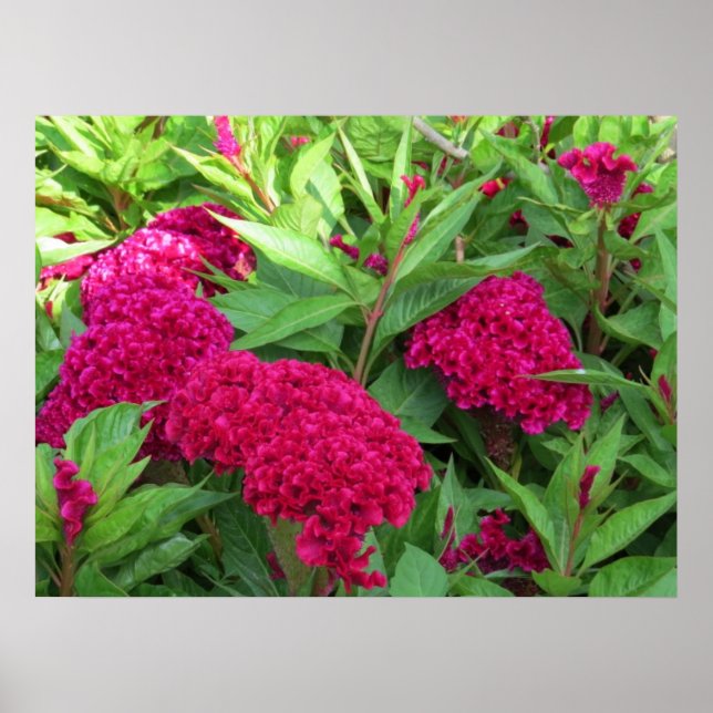 Affiche Fleurs Celosia de Cockscomb rose (Devant)