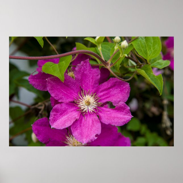 Affiche Fleurs chez Robinette's Apple Haus & Gift Barn (Devant)