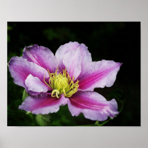 Affiche Fleurs Clematis