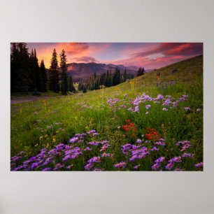 Affiche Fleurs Colorado Fleur sauvage violet