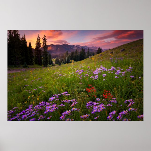 Affiche Fleurs | Colorado Fleur sauvage violet (Devant)