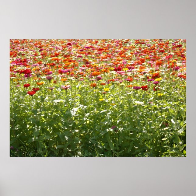 Affiche Fleurs Colorées de Printemps (Devant)