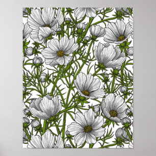 Affiche Fleurs cosmos blanches