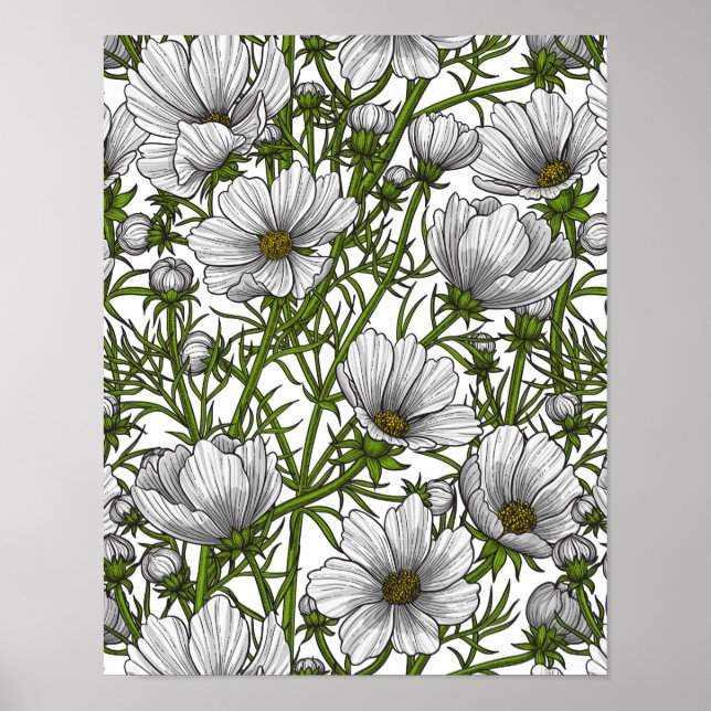 Affiche Fleurs cosmos blanches (Devant)