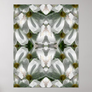 Affiche Fleurs Cosmos Blanches Art Abstrait