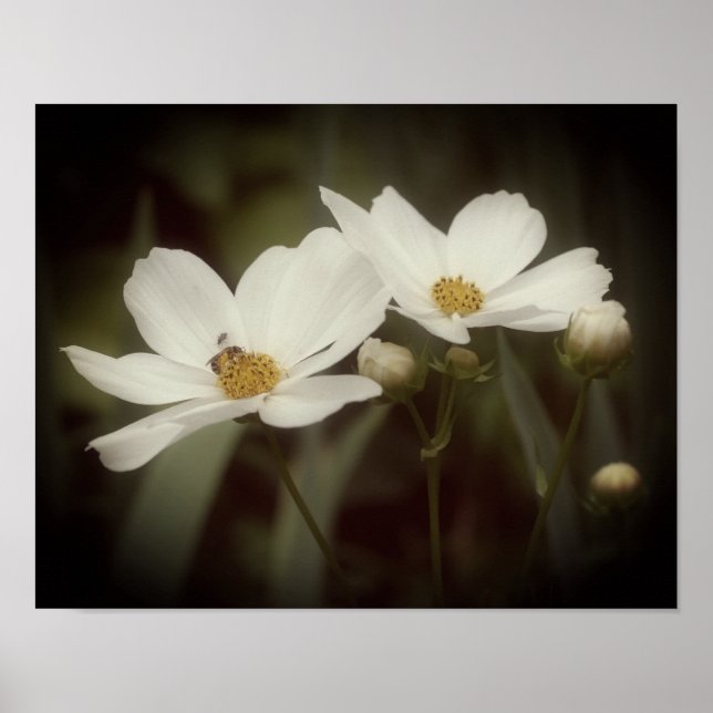 Affiche Fleurs Cosmos Et Abeilles (Devant)