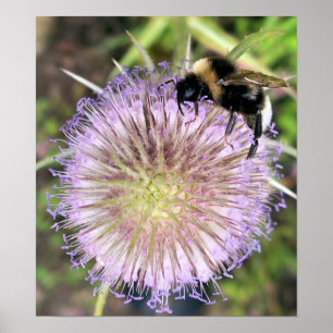 AFFICHE FLEURS D'ABEE ET DE TEASEL