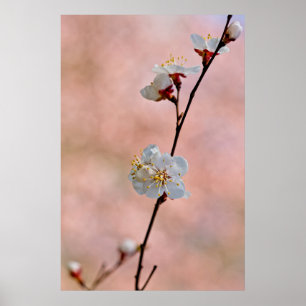 Affiche Fleurs d'abricot japonaises attrayantes