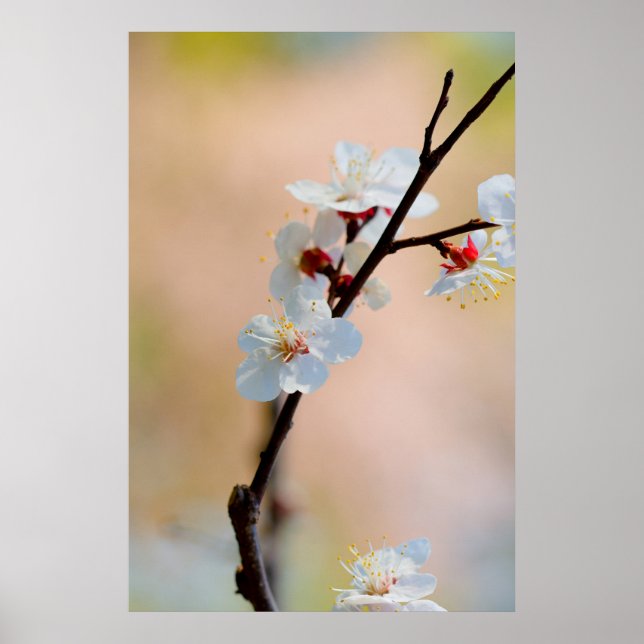 Affiche Fleurs d'abricot japonaises exquises (Devant)