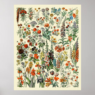 Affiche Fleurs d'Adolphe Millot