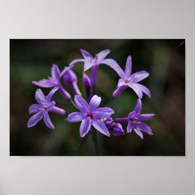 Affiche Fleurs d'ail rose violet sauvage Floral (Devant)