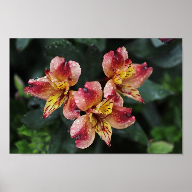 Affiche Fleurs d'Alstroemeria (Devant)