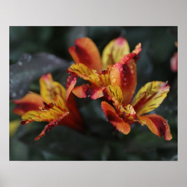 Affiche Fleurs d'Alstroemeria (Devant)