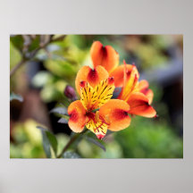 Fleurs d'alstroemeria rouge et orange