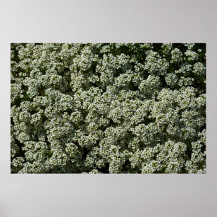 Affiche Fleurs d'Alyssum doux Floral blanc