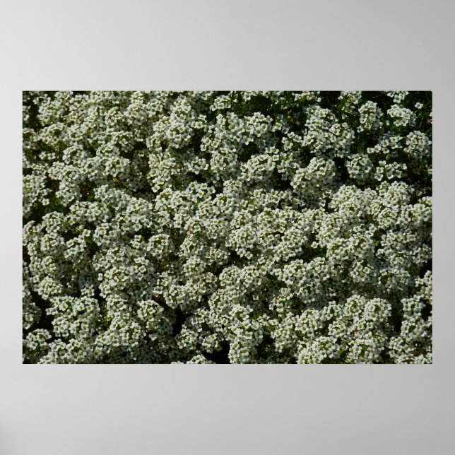 Affiche Fleurs d'Alyssum doux Floral blanc (Devant)