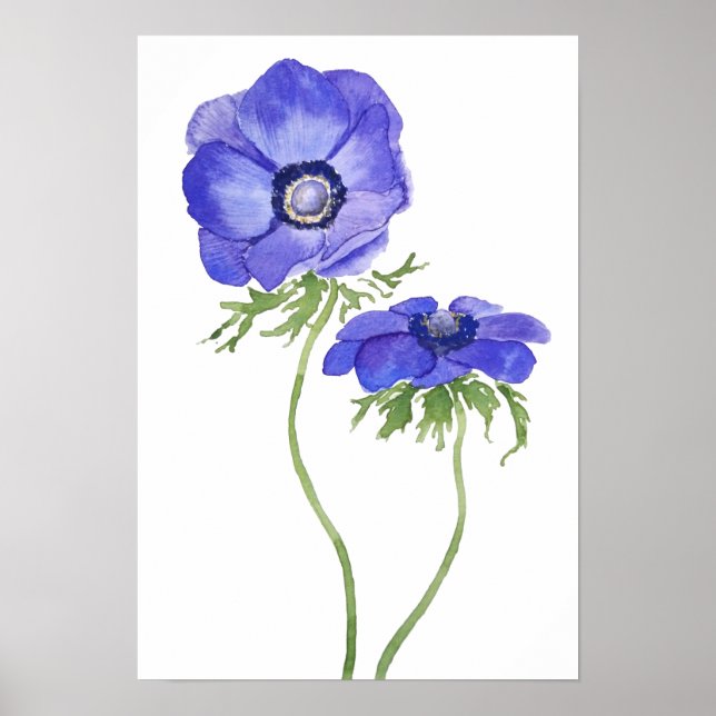 Affiche fleurs d'anémone bleu pourpre aquarelle (Devant)