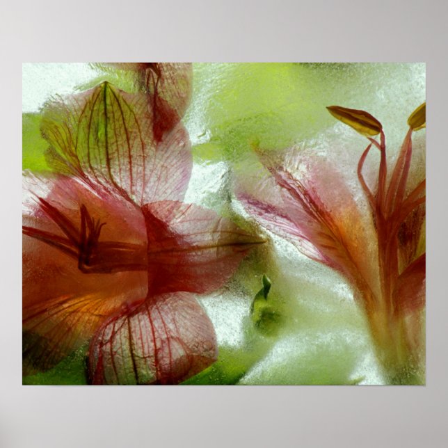 Affiche Fleurs dans la glace (Devant)