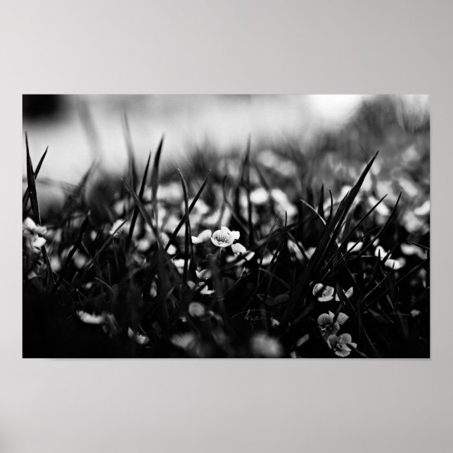 Affiche Fleurs dans le champ au printemps (Devant)