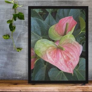 Affiche Fleurs d'anthurium rose Floral Photographie