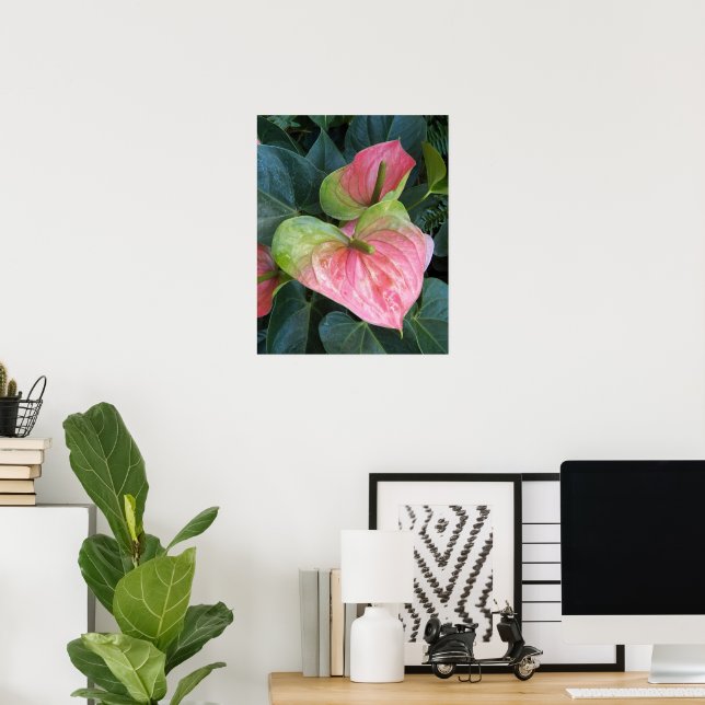 Affiche Fleurs d'anthurium roses Photographie florale (Bureau à domicile)