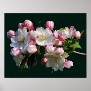 Affiche Fleurs d'Apple en fleurs printanières joyeuses