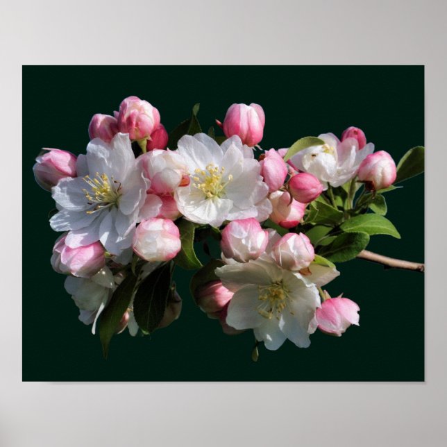 Affiche Fleurs d'Apple en fleurs printanières joyeuses  (Devant)
