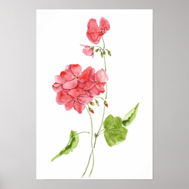 Affiche fleurs d'aquarelle de géranium rouge  (Devant)