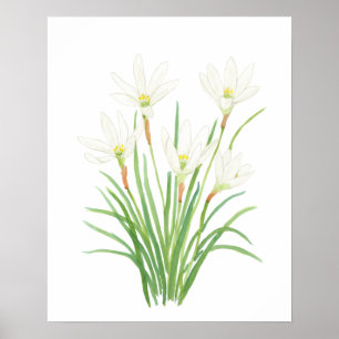 Affiche fleurs d'aquarelle de nénuphar blanc