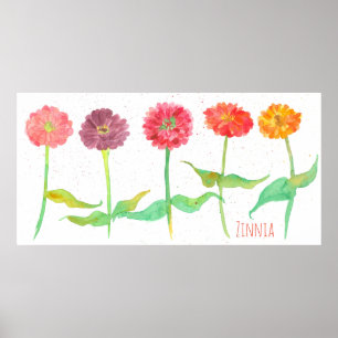 Affiche Fleurs d'aquarelle Zinnia