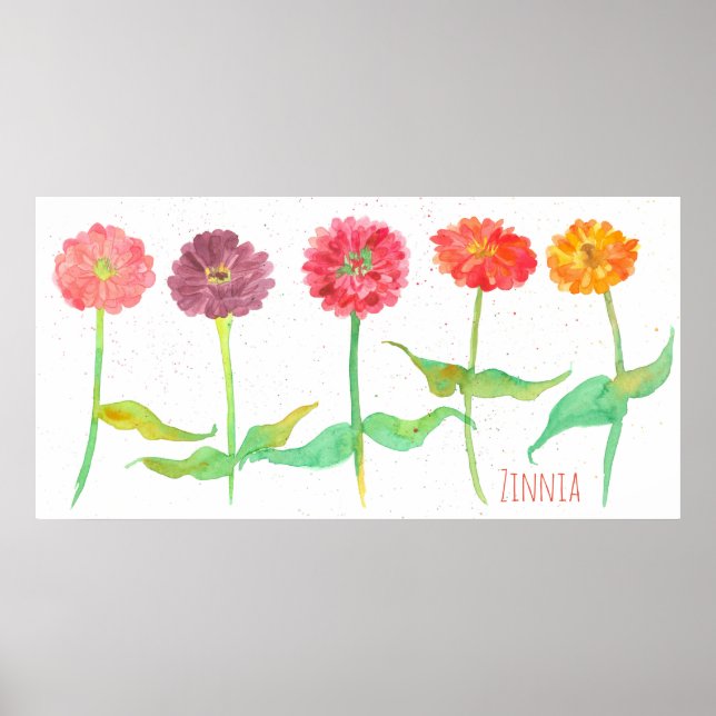 Affiche Fleurs d'aquarelle Zinnia (Devant)