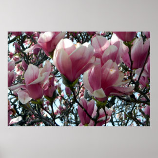 Affiche Fleurs d'arbre de tulipe rose