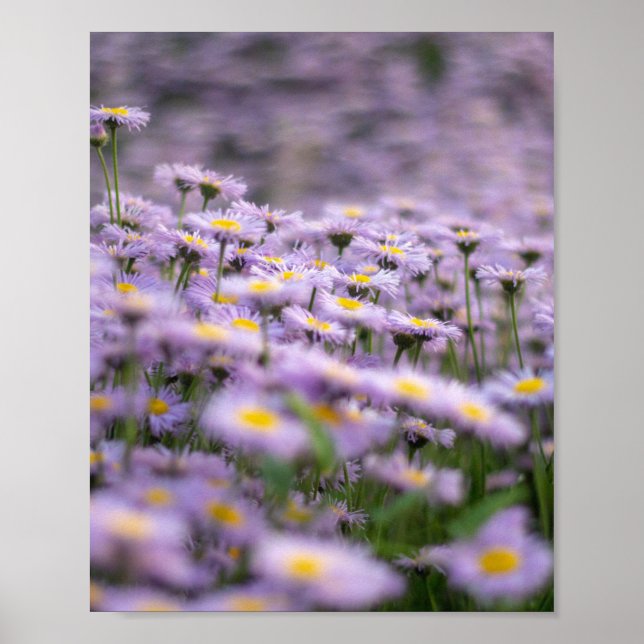 Affiche Fleurs d'aster violet (Devant)