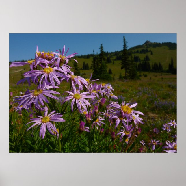 Affiche Fleurs d'aster violet au Mont Rainier (Devant)