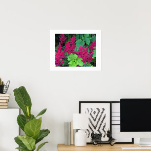 Affiche Fleurs d'Astilbe Rose Profond